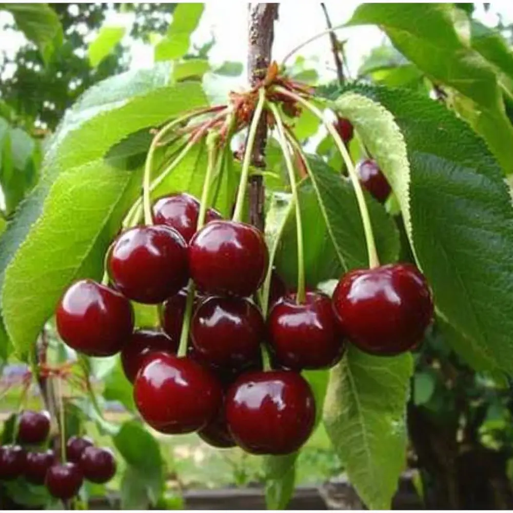 Вишня Морозовка пакет 89465401 STLM-2192150 PLANTMARKET 