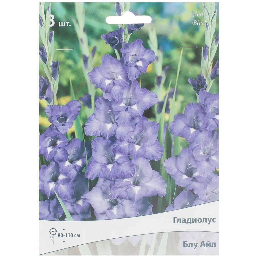 Гладиолус крупноцветковой «Блу Айл» 81945433 STLM-2035248 ПОИСК 