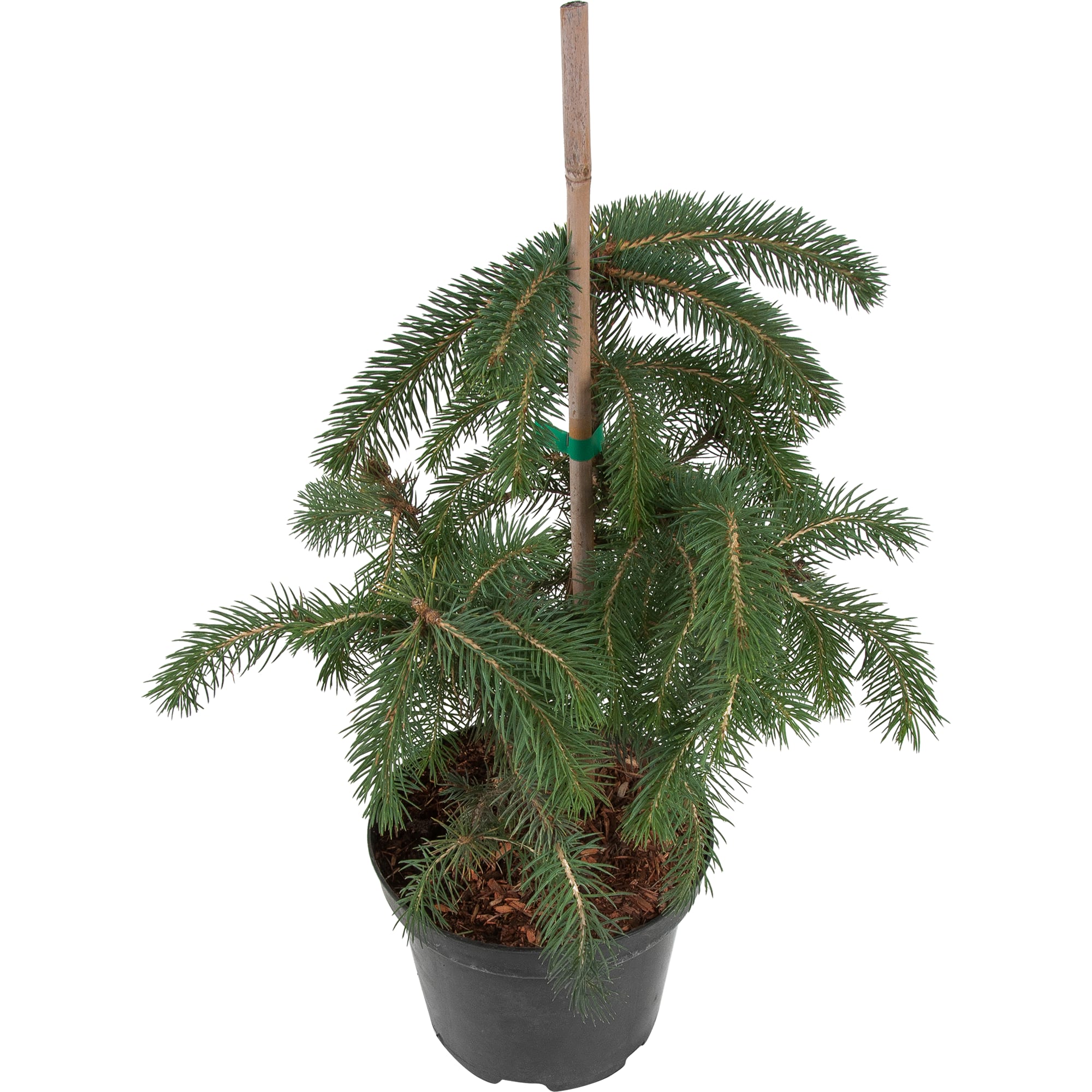 82601619 Ель колючая «Мисти Блю» 19x40 см Santreyd 