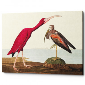 6111252_2628 Картина «Птицы Америки» (холст, галерейная натяжка) Object Desire