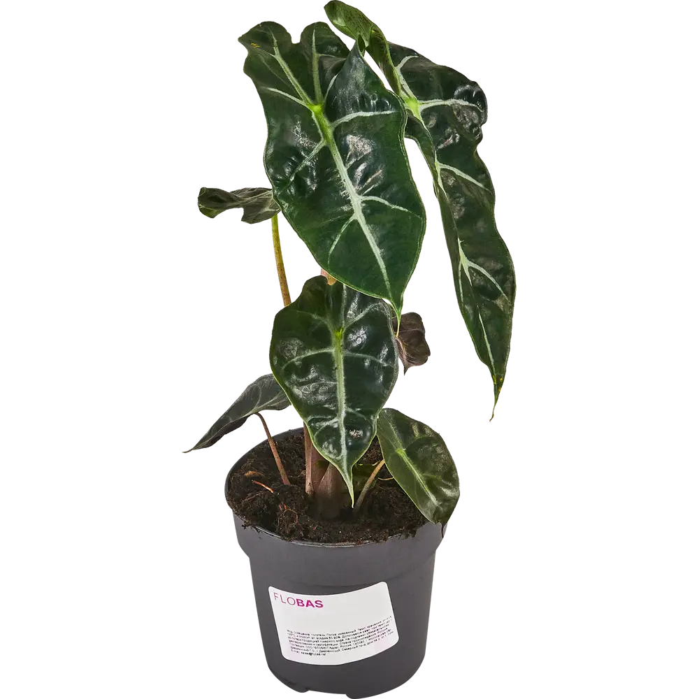 Santreyd Алоказия - экзотическое комнатное растение с декоративными листьями 87819685 STLM-0075885