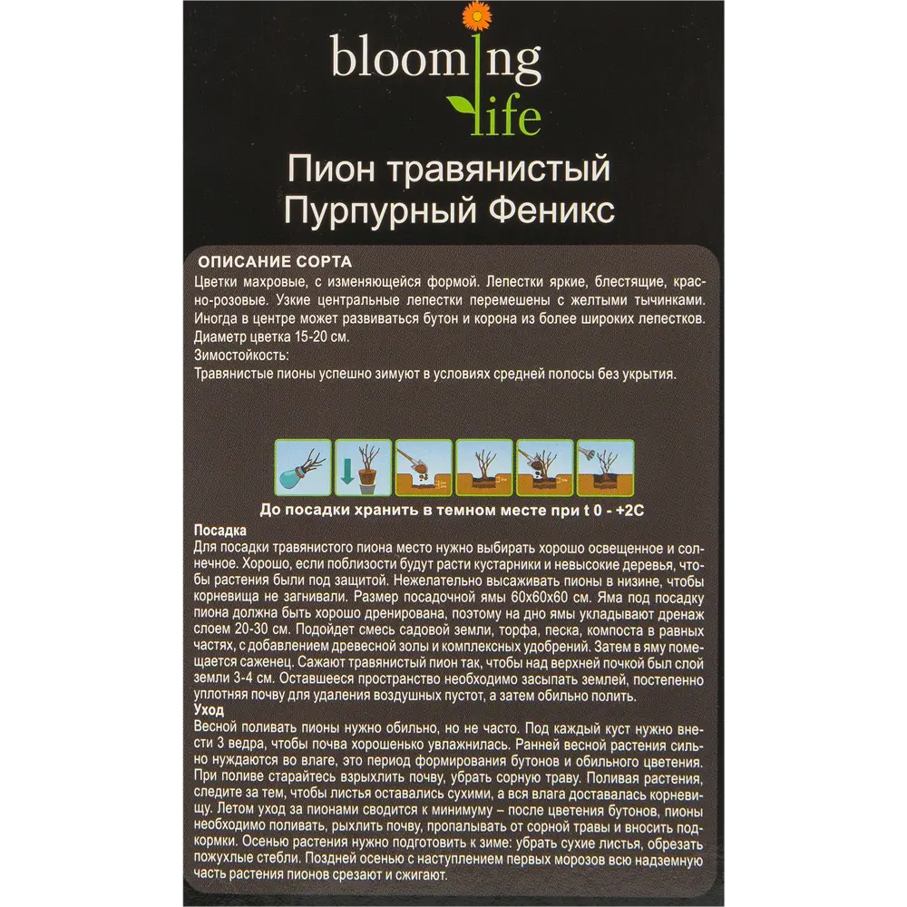 Пион травянистый Пурпурный феникс в тубе BLOOMING LIFE STLM-2050794 - Вид №1