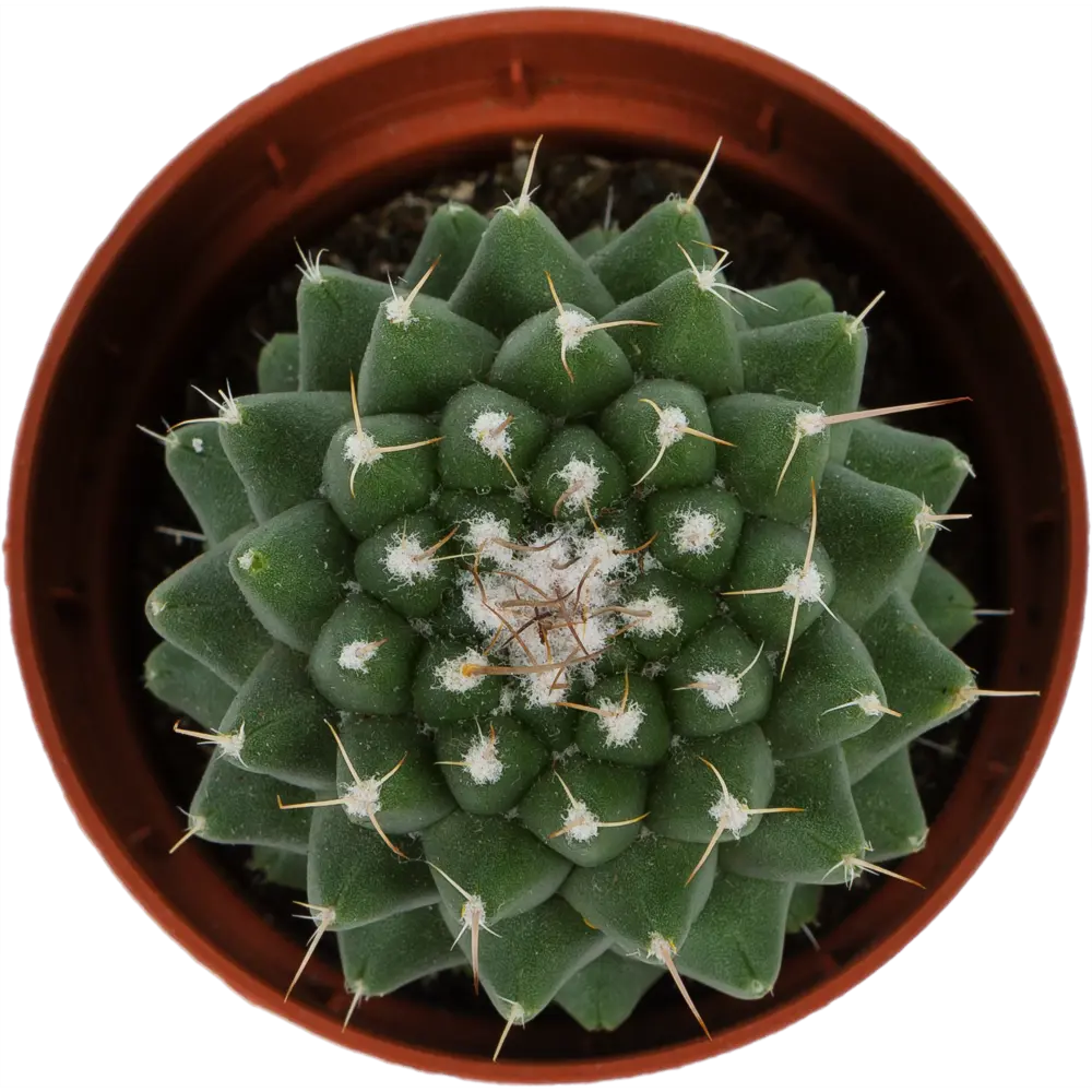 Кактус Mammillaria 5х14 см 11154320 STLM-2102821 Santreyd  - Вид №1