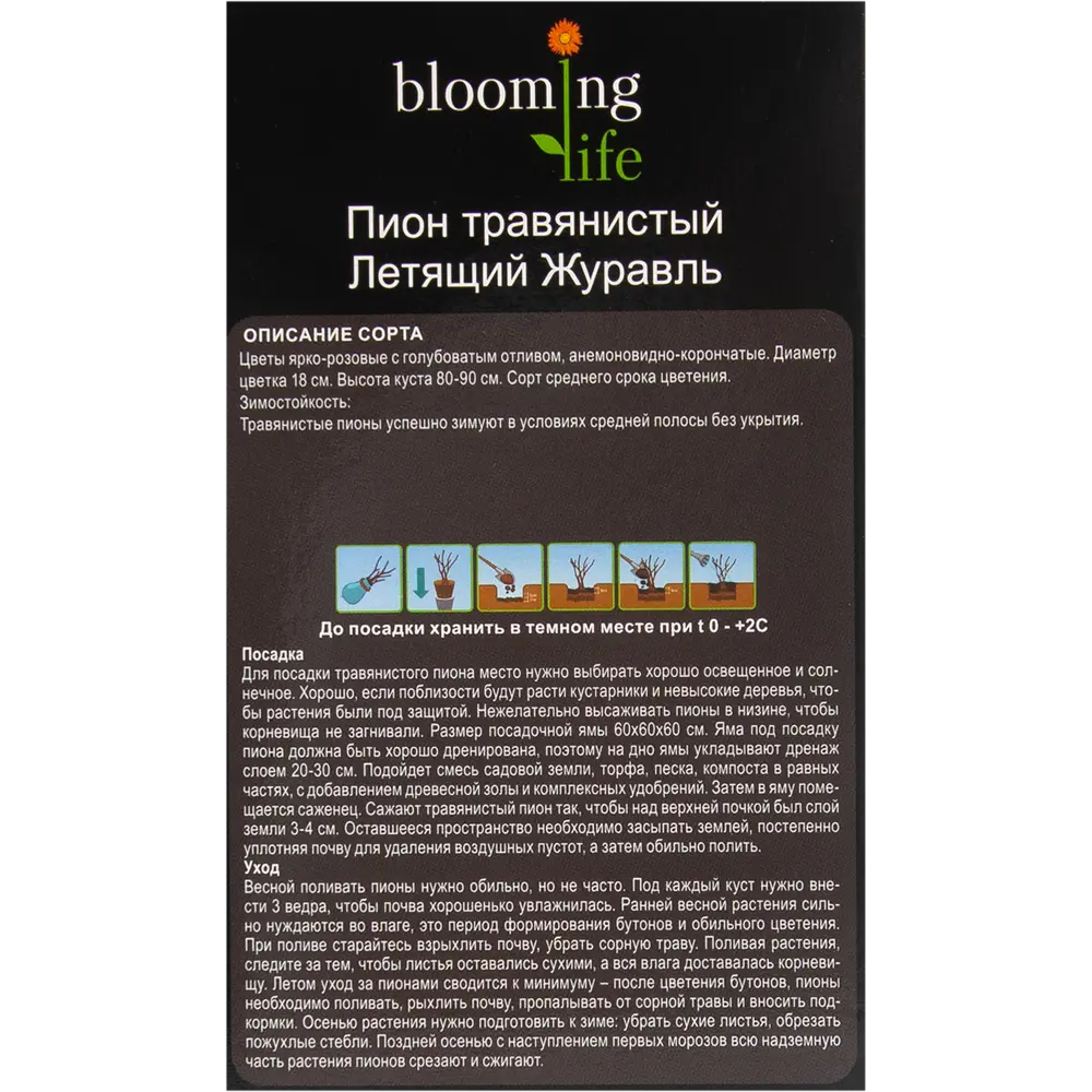 Пион травянистый Летящий журавль в тубе BLOOMING LIFE STLM-2202502 - Вид №2