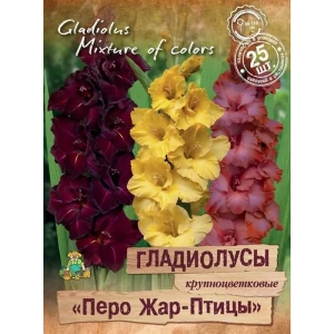 Гладиолусы крупноцветковый Перо Жар-птицы, 25 шт.