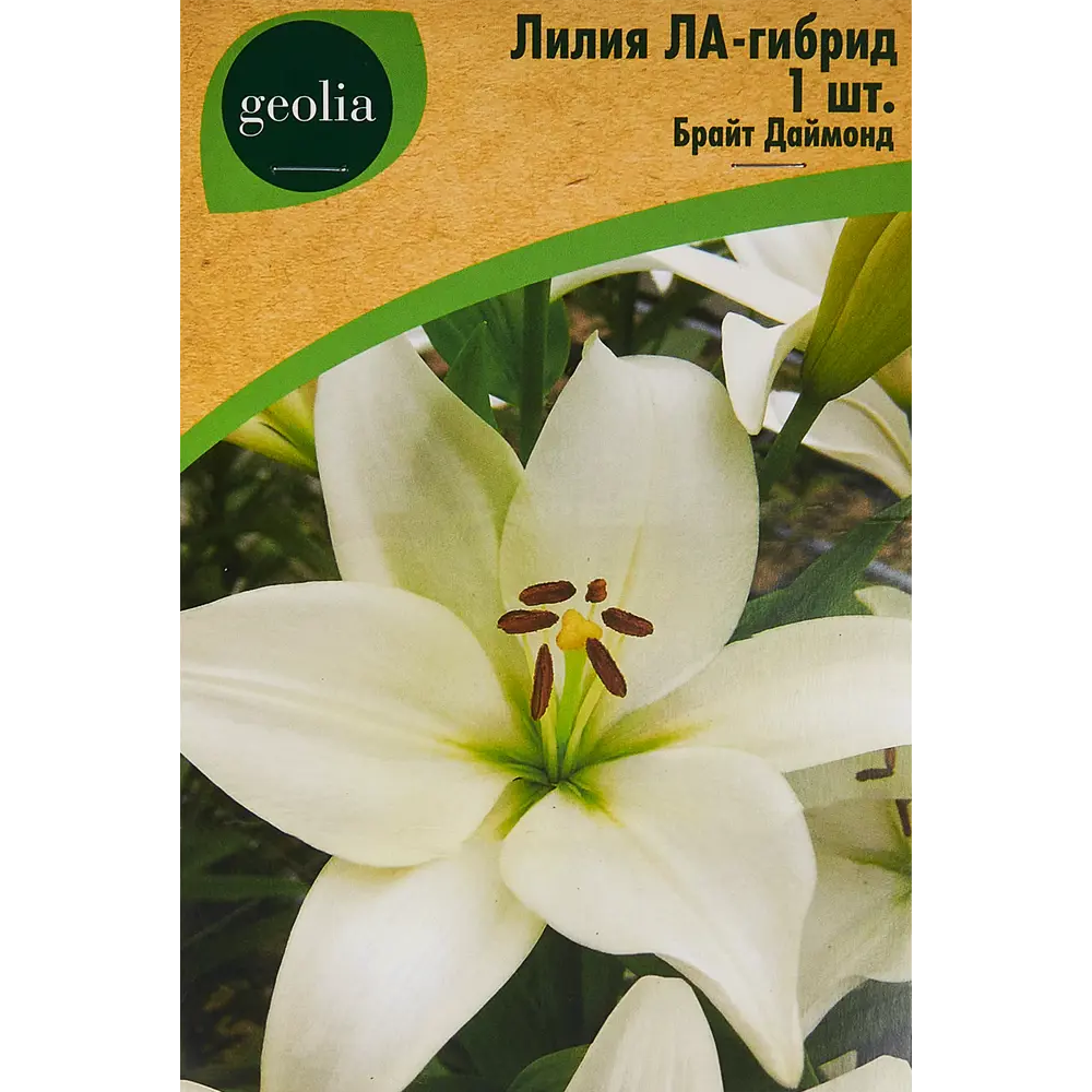 Лилия Geolia ла-гибрид Брайт Даймонд STLM-2204959