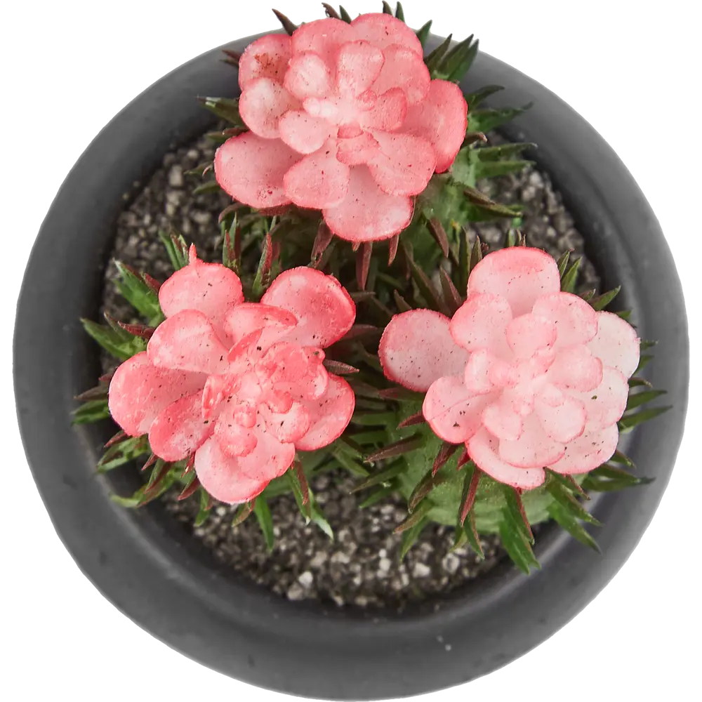 Искусственное растение в пластиковом горшке Atmosphera Кактус D6.3x11.5 см микс STLM-2119665 - Вид №4