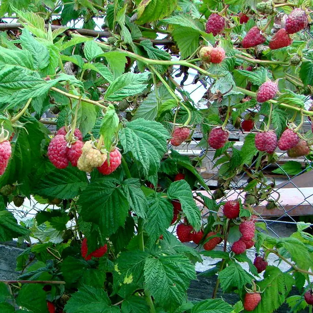 Малина обыкновенная Маросейка пакет PLANTMARKET STLM-2060564