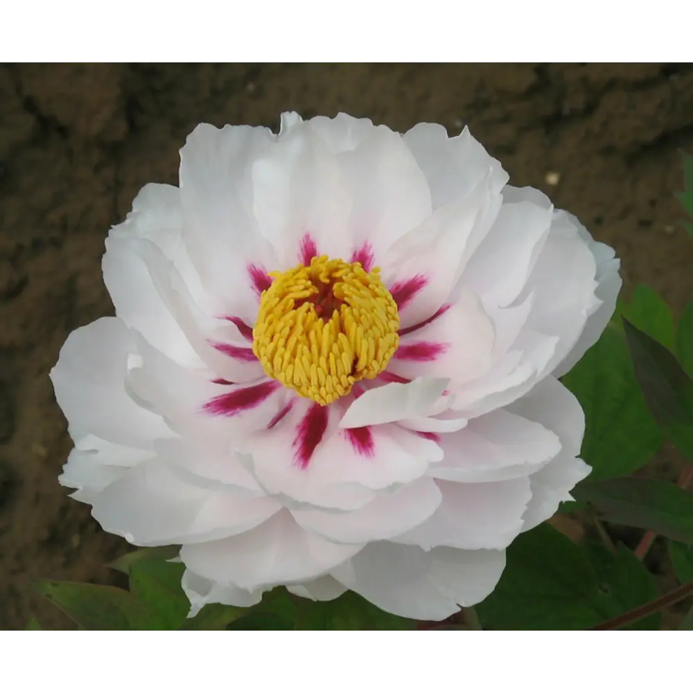 Пион Рока привитый Фея Луны ВСЕ В САД STLM-2204708