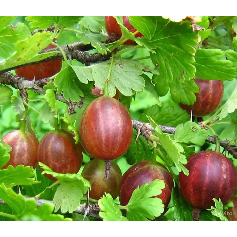 Крыжовник «Колобок» C3 высота 40-60 см ВСЕ В САД STLM-2006752