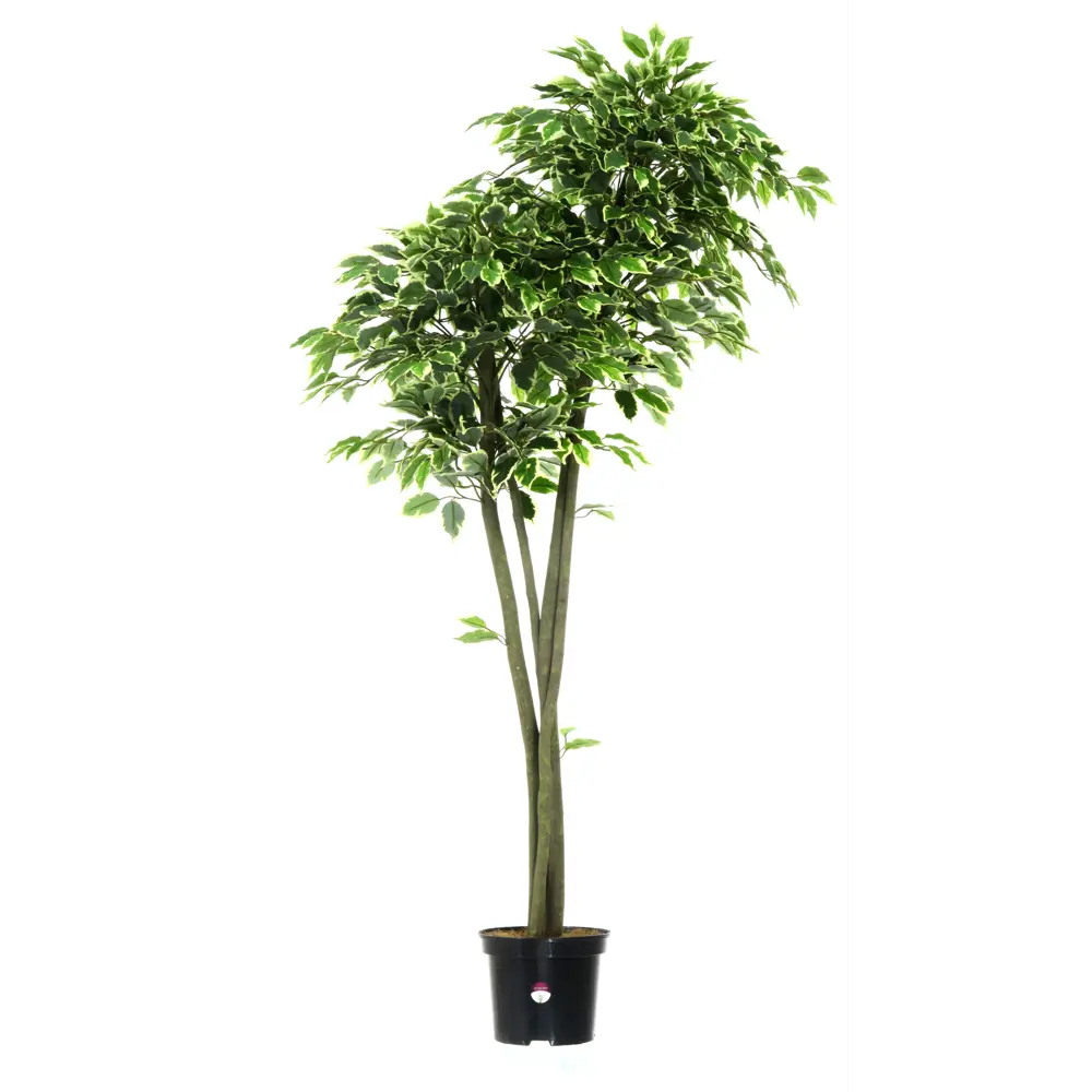 Фикус Наки Дуо Меланж ø21 h160 см Santreyd STLM-2114540