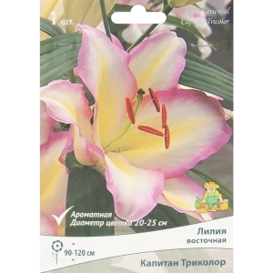 Лилия восточная Капитан Триколор 85205774 STLM-2002642