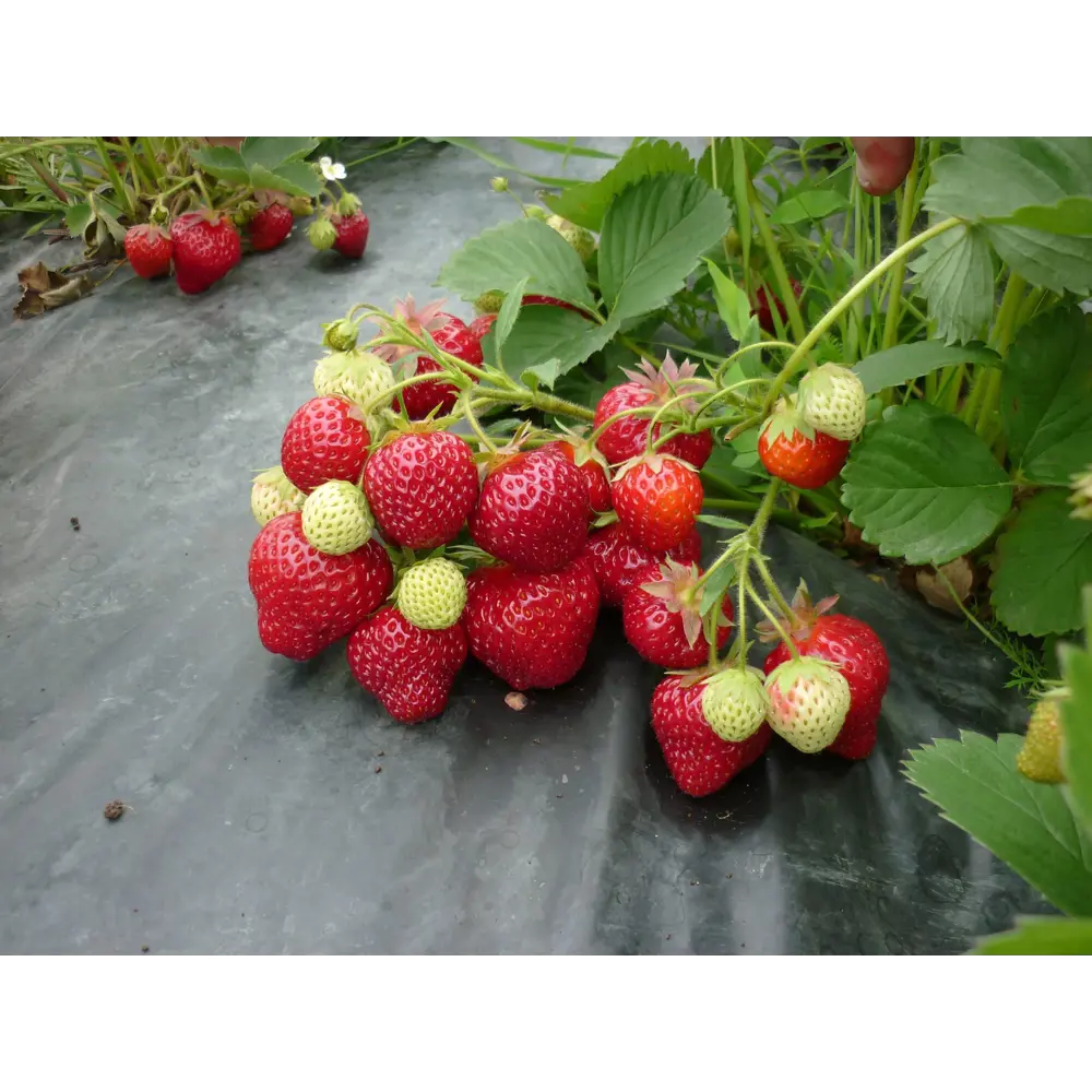 Земляника садовая «Хоней» 9x15 см PLANTMARKET STLM-2149250 - Вид №2