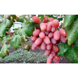 Виноград «Виктор» C2 высота 60-80 см