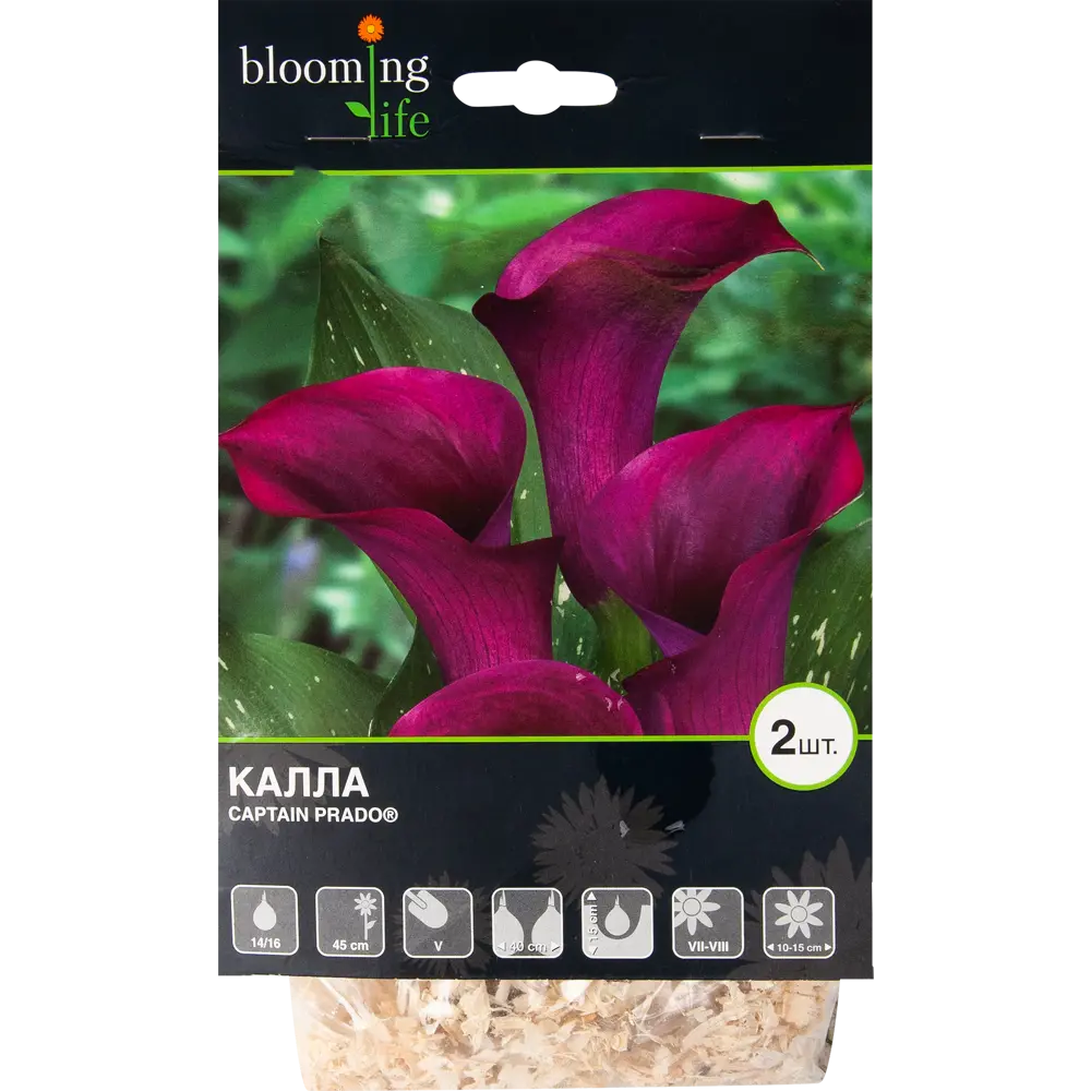 Калла «Каптейн Прадо» BLOOMING LIFE STLM-2151253