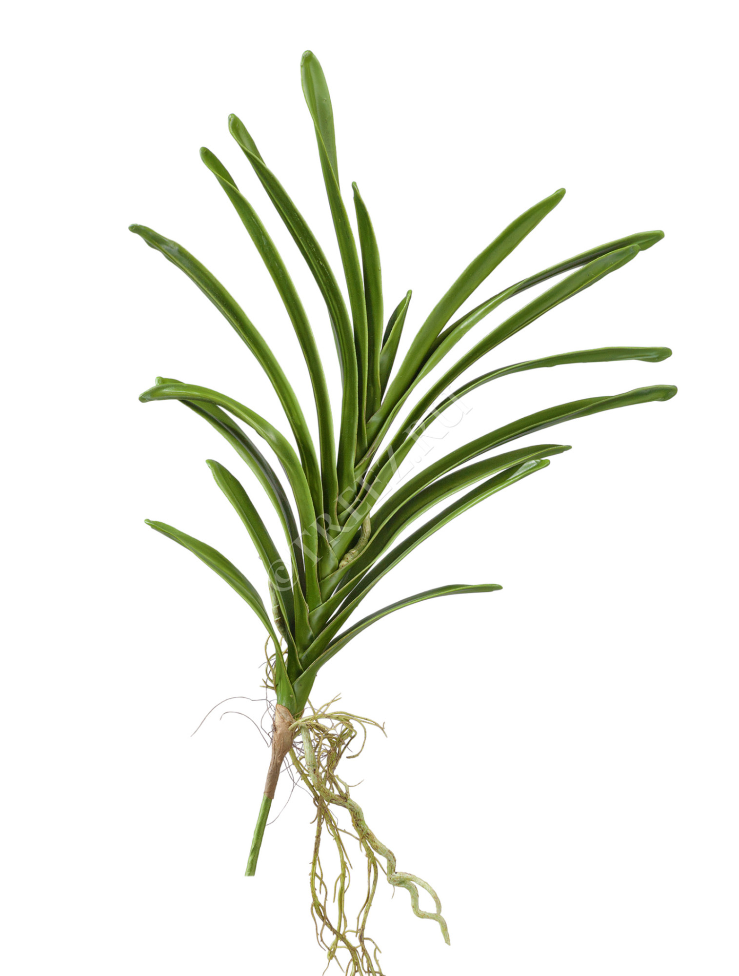 30.0611067 Листья орхидеи Ванды с корнями большие Цветочная коллекция 