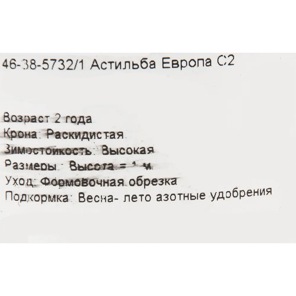 Астильба «Европа» 15x45 см PLANTMARKET STLM-2160041 - Вид №1