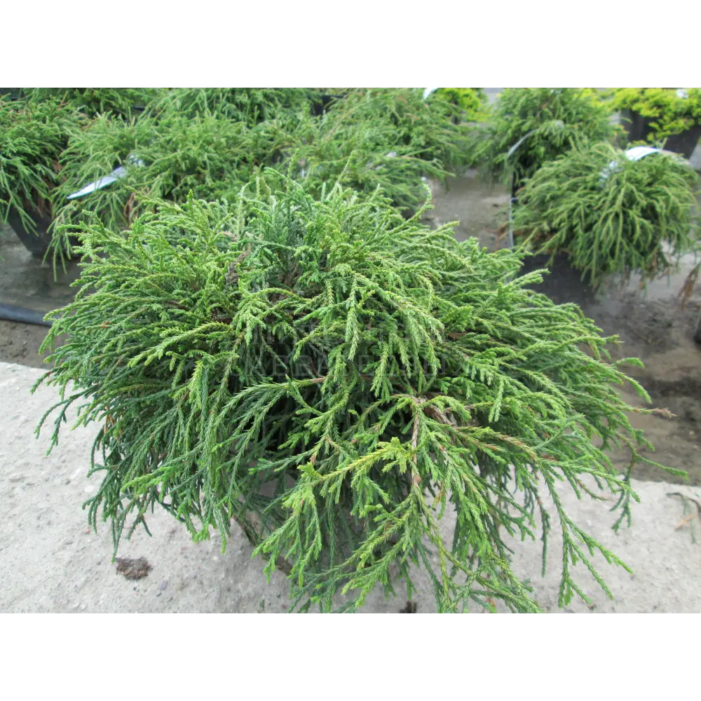 Кипарисовик горохоплодный Филифера Нана ø19 h30 см 85440399 STLM-2158076 PLANTMARKET 
