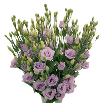 Лизиантус ду розита свит лав 72 см Santreyd 24161 - Вид №1