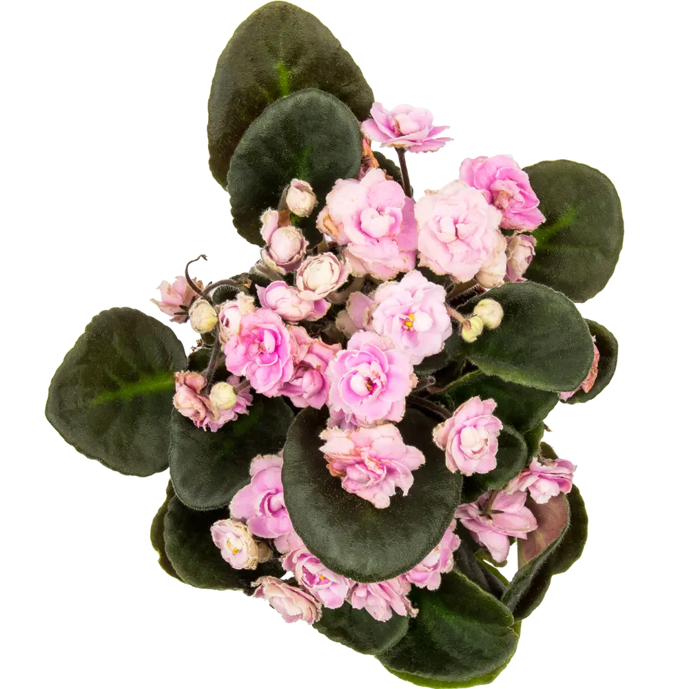 Сенполия Инова Oriental Pink, 20х12 см 17699161 STLM-2138039 Santreyd  - Вид №1