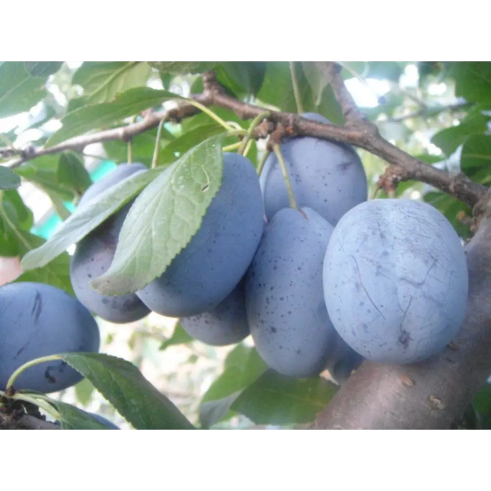 Слива Стенлей ø22 h80 см PLANTMARKET STLM-2013330