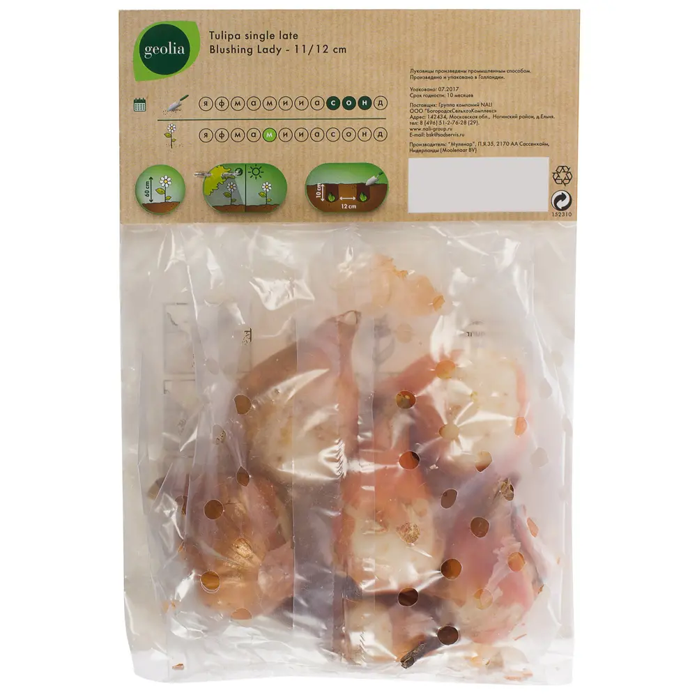 Тюльпан Blushing Lady GEOLIA 11/12 6/36 STLM-2138662 - Вид №2