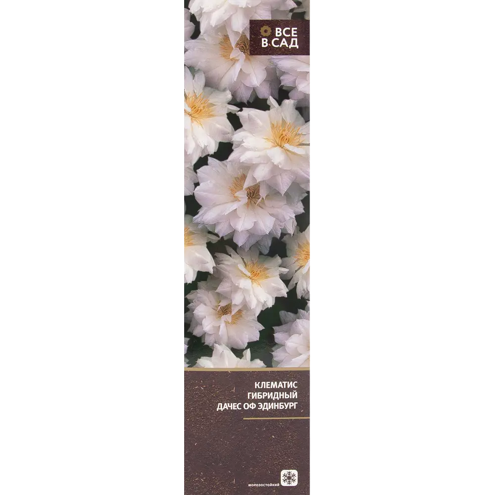 Клематис гибридный Дачес оф Эдинбург в тубе ВСЕ В САД STLM-2182125