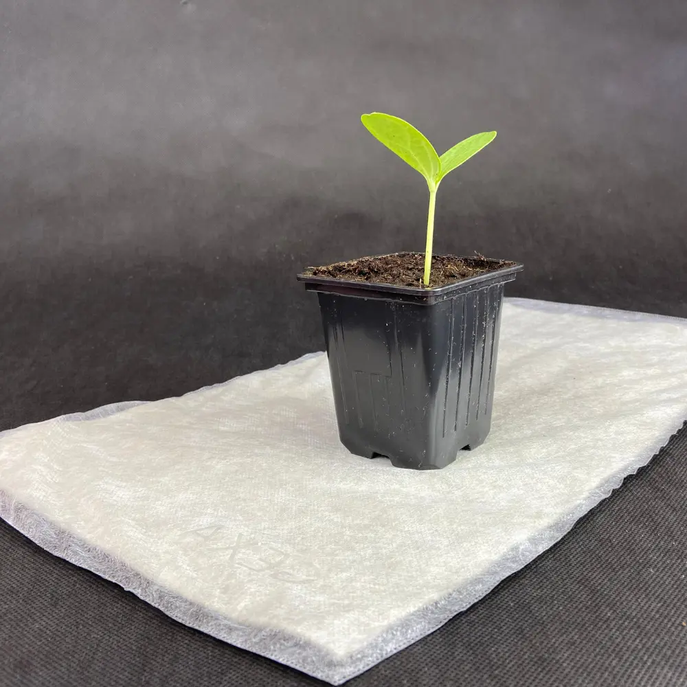 Мат для рассады и микрозелени Агротекс 30х50 см темно-серый Santreyd STLM-2114583 - Вид №4