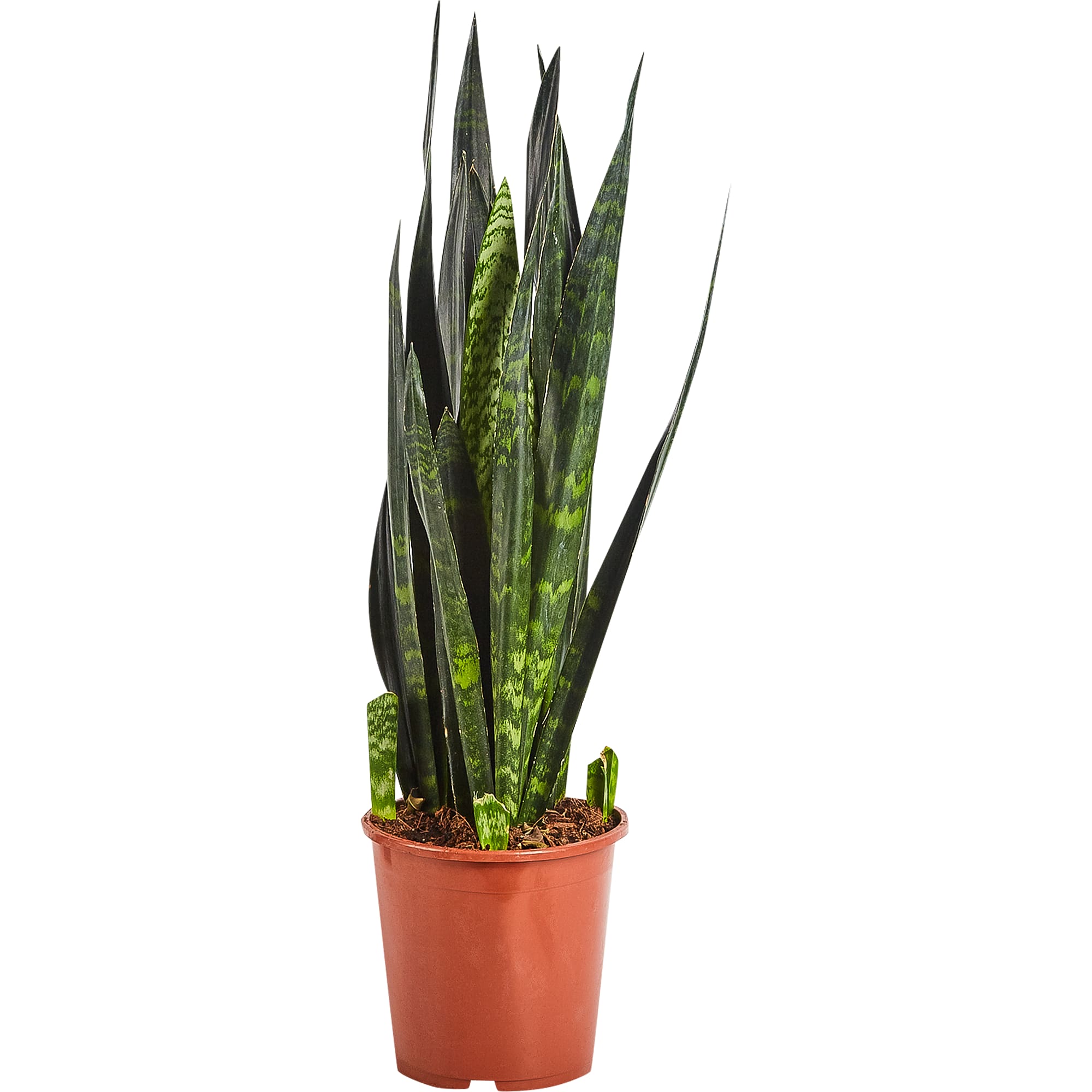 82850378 Сансевиерия "Блэк Корал" 21х80 см Santreyd 