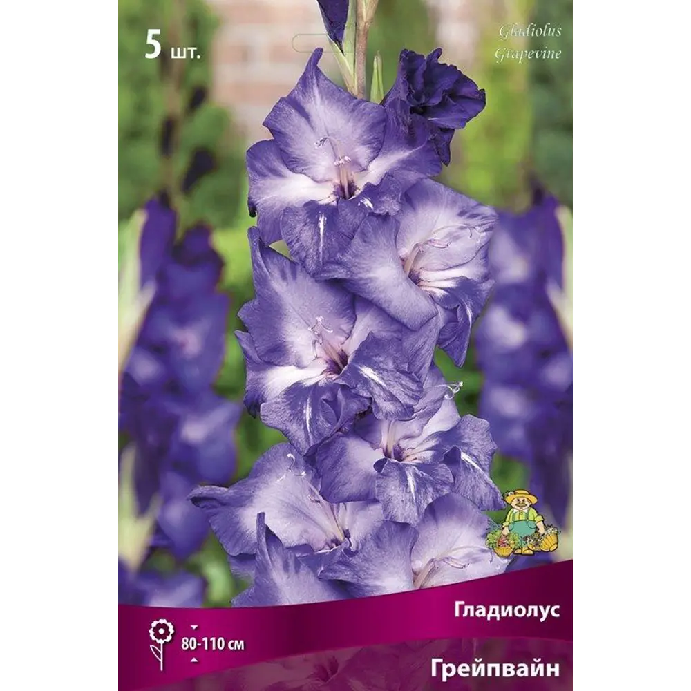 Гладиолус крупноцветковый Грейпвайн, 5 шт ПОИСК STLM-2090985