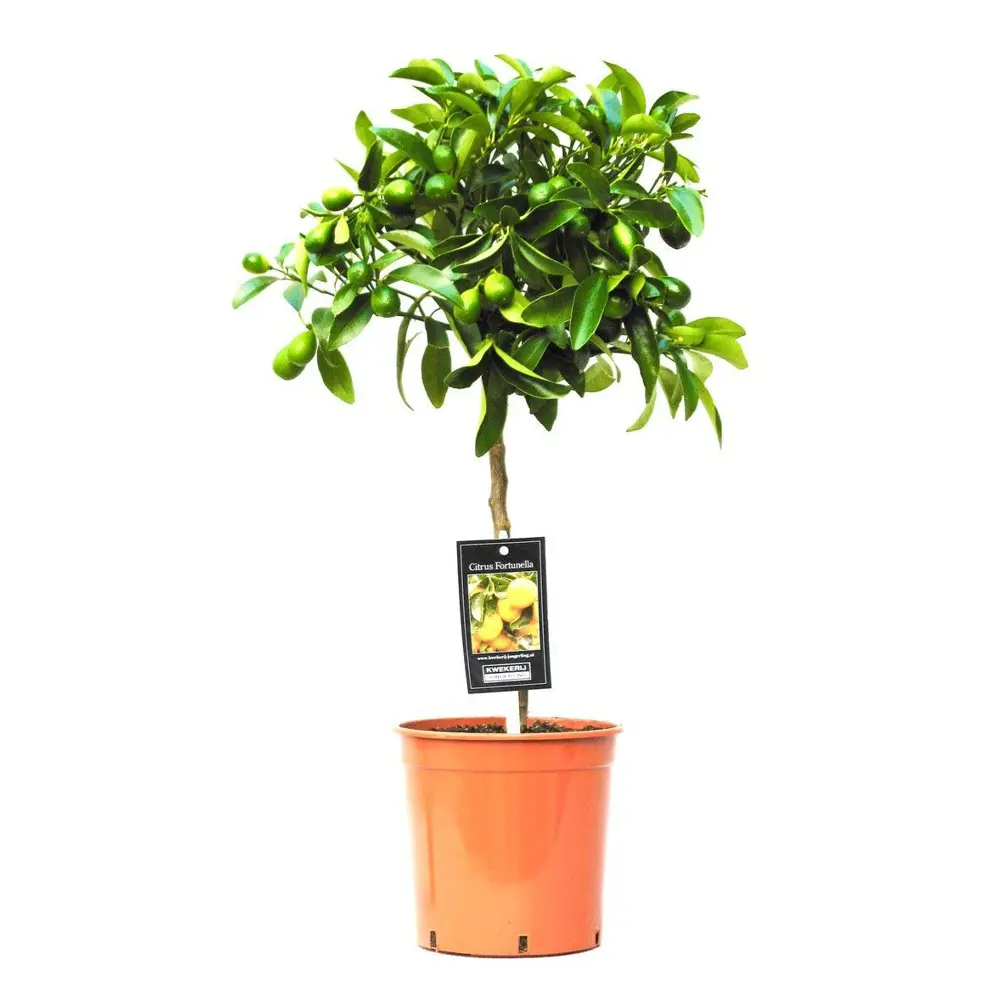 Цитрофортунелла Каламондин комнатное растение ø22 h80 см 89441801 Santreyd STLM-1581120