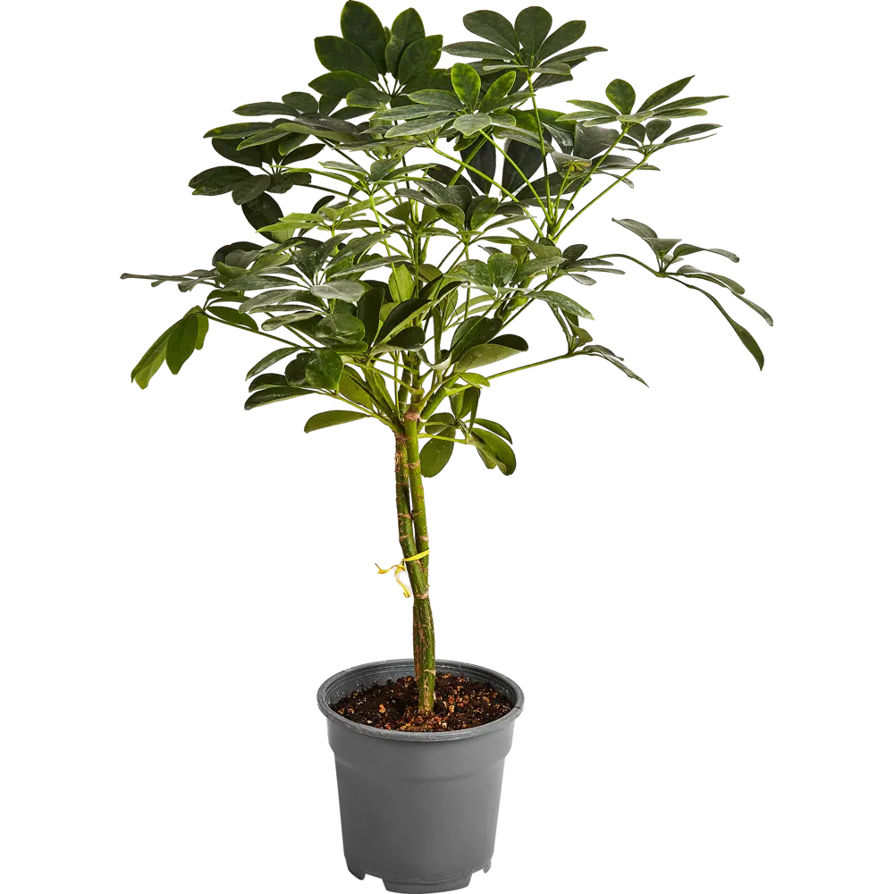 Santreyd Полисциас Шеффлера - изящное комнатное растение с декоративной листвой 85324952 STLM-0061518 - Вид №1