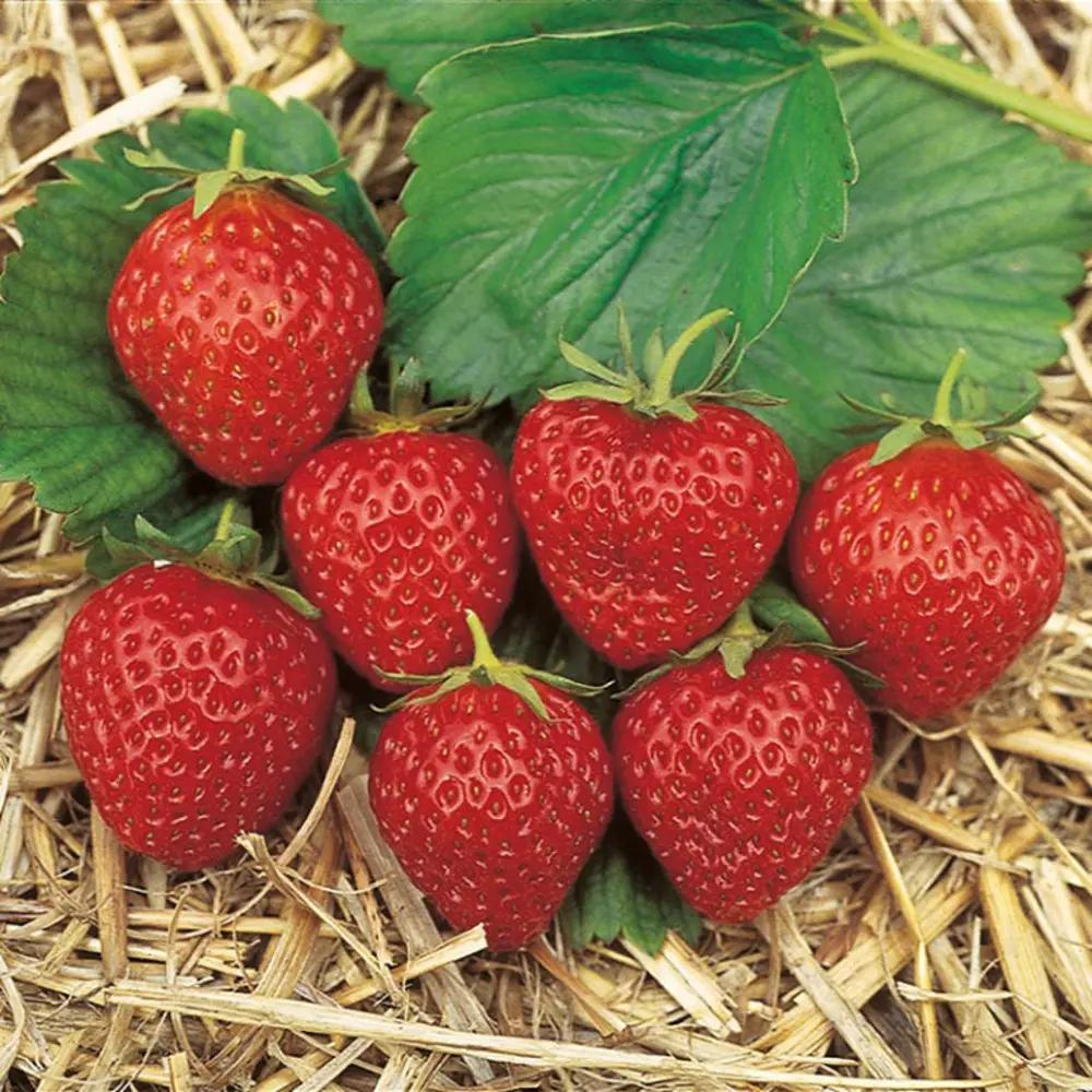 Земляника Остара ø9 h15 см PLANTMARKET STLM-2115513