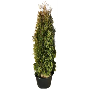 Туя западная Фастигиата h160 см