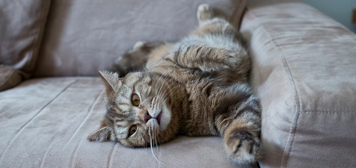 Как убрать с дивана запах кошачьей мочи?