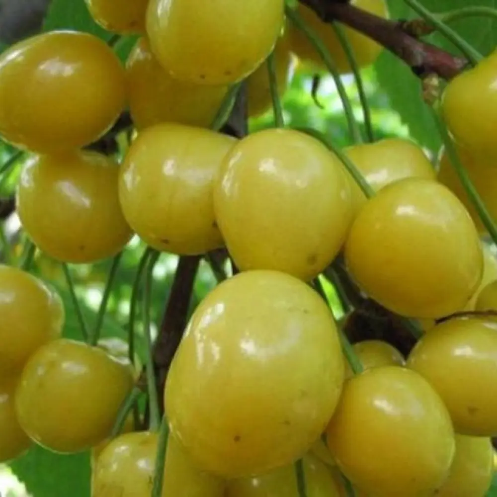 Черешня «Дрогана жёлтая» C7 высота 150-180 см ВСЕ В САД STLM-2200804