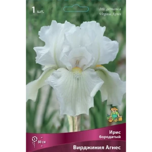 Ирис бородатый Вирджиния Агнес 89452191 STLM-2200798
