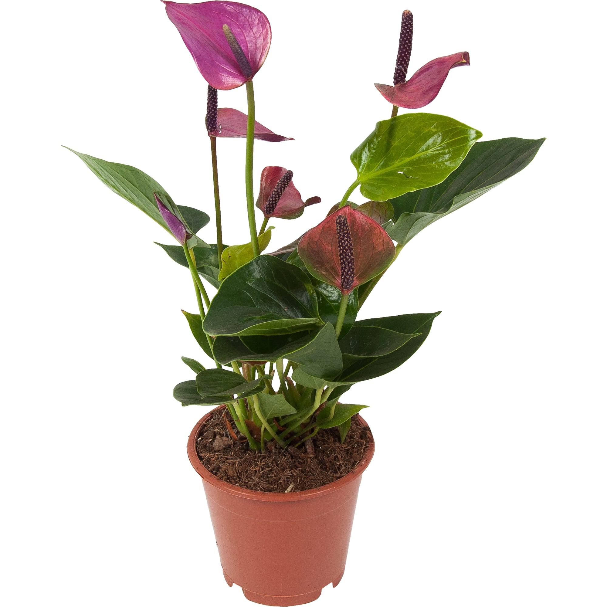 84450764 Антуриум Антевекс ø12 h40 см Santreyd 