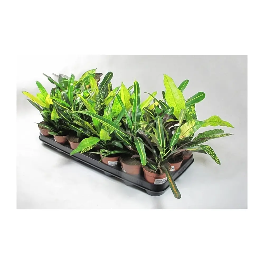 Кодиеум Варигатум микс9х15 см 12500977 STLM-2053097 Santreyd 