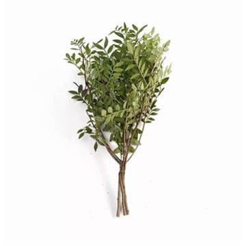 Листья фисташки Santreyd 26388