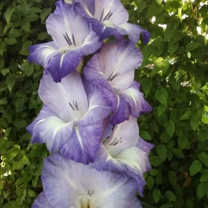 Гладиолус «Blue Tropic», 10х12 см 13064249 STLM-2055910