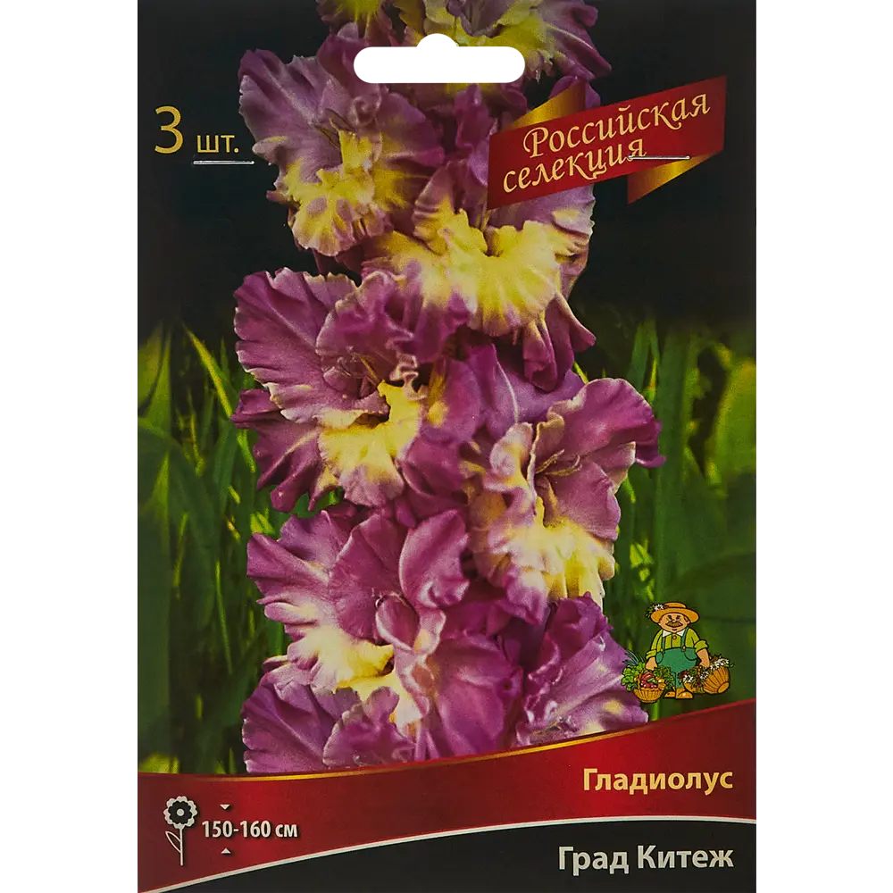 Гладиолус Град Китеж, 3 шт 86410051 STLM-2054982 ПОИСК 