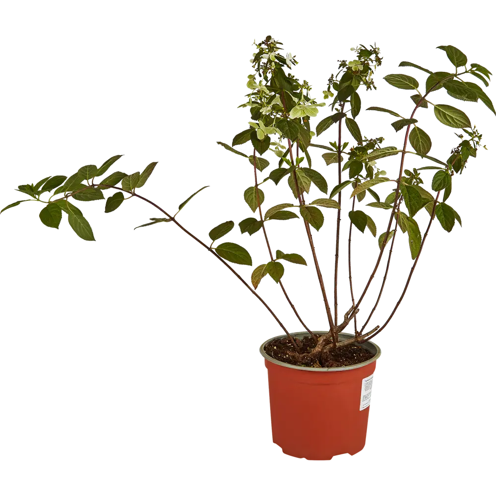 Гортензия метльчатая Мэджикал Файр от Santreyd - саженец с огненным цветением 85324877 STLM-0061486 - Вид №2