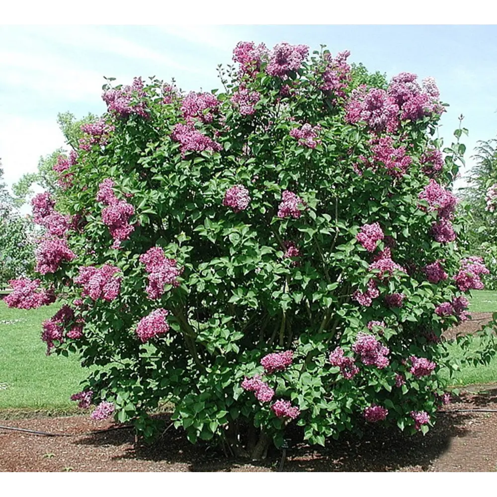 Сирень обыкновенная Олимпиада Колесникова ø9 h20 см PLANTMARKET STLM-2028615