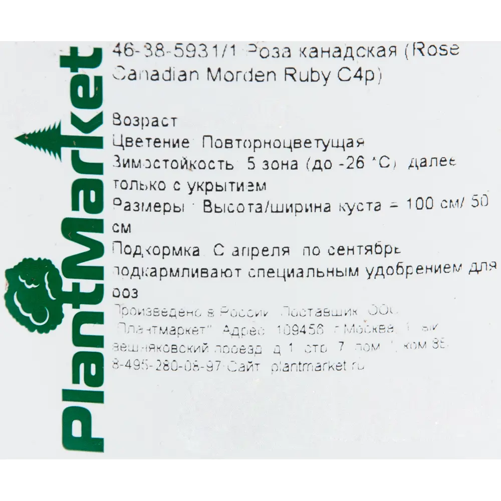 Роза канадская «Морден Руби» 19x55 см PLANTMARKET STLM-2123226 - Вид №1