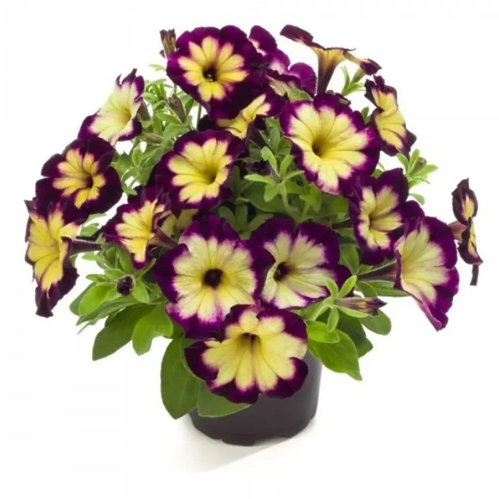 Крейзитуния микс ø12 h15 см АГРОНИ STLM-2135813