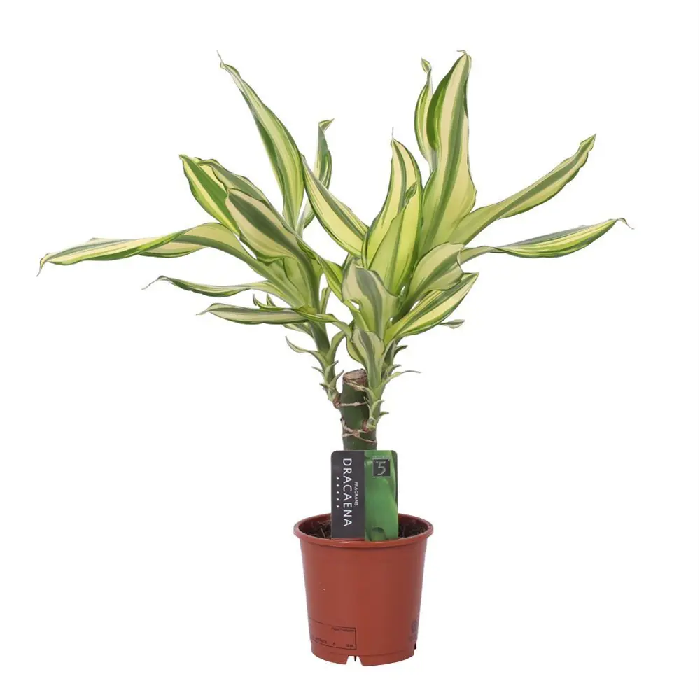 Драцена Йелоу Кост - комнатное растение с декоративной листвой 89441711 Santreyd STLM-1583305