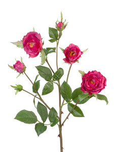 30.0613111FU Роза Вайлд ветвь тёмно-малиновая Цветочная коллекция