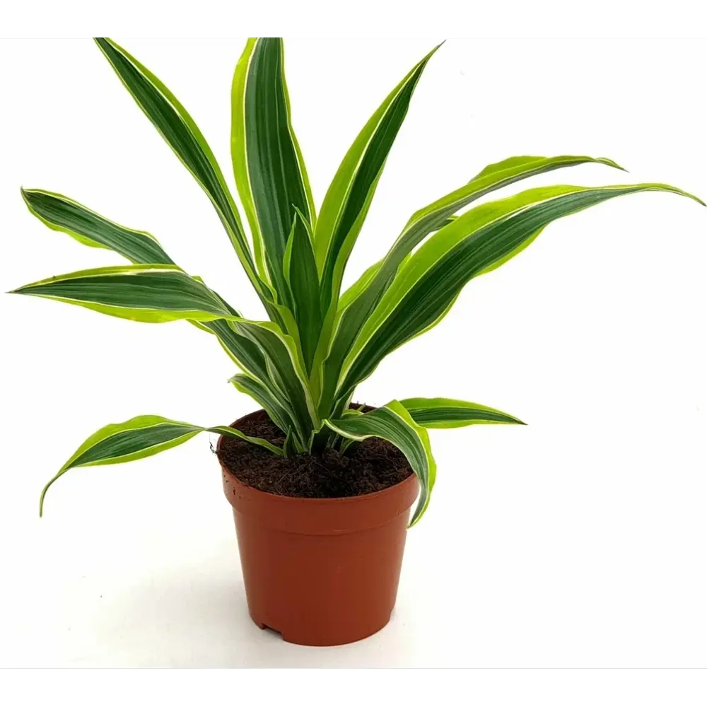 Santreyd Драцена — вечнозеленое украшение интерьера 89351057 STLM-0959570