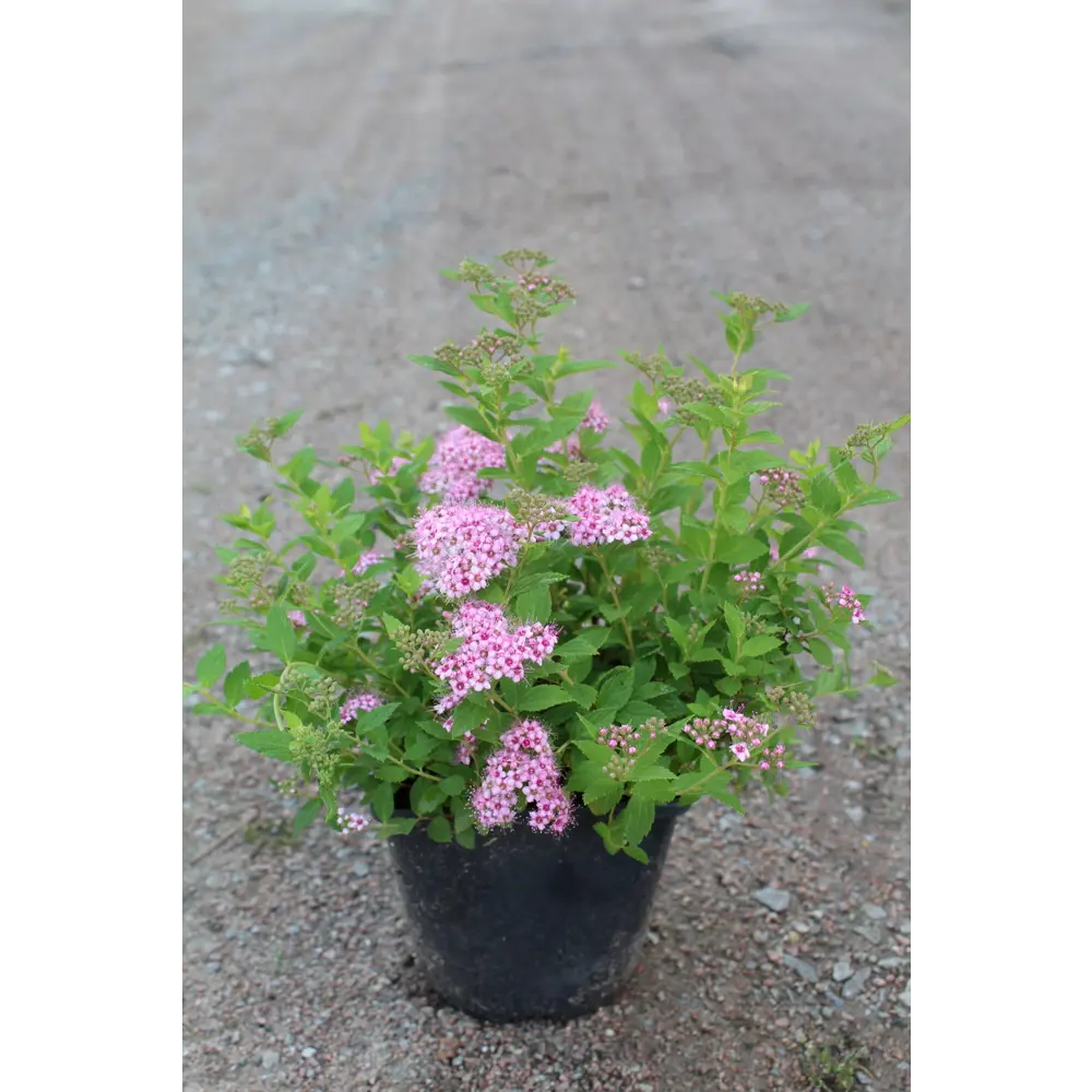 Спирея японская Литл Принцес ø15 h15 см 87691078 STLM-2168537 PLANTMARKET 